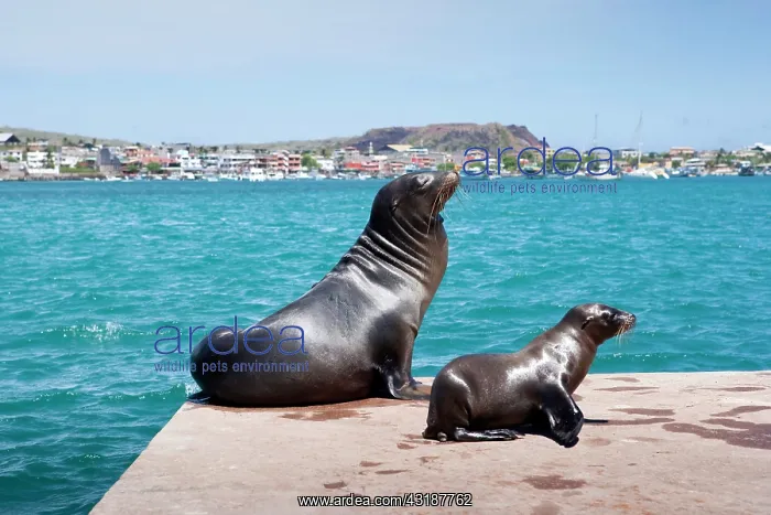 : Galapagos sea lion Zalophus californianus San Cristobal Gala : Galapagos sea lion Zalophus californianus San Cristobal Gala