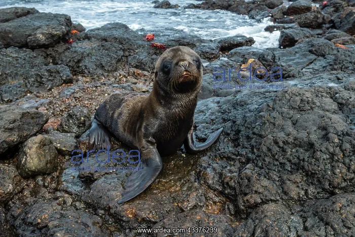 : Galapagos Sea Lion (Zalophus californianus wollebaeki) : Galapagos Sea Lion (Zalophus californianus wollebaeki)
