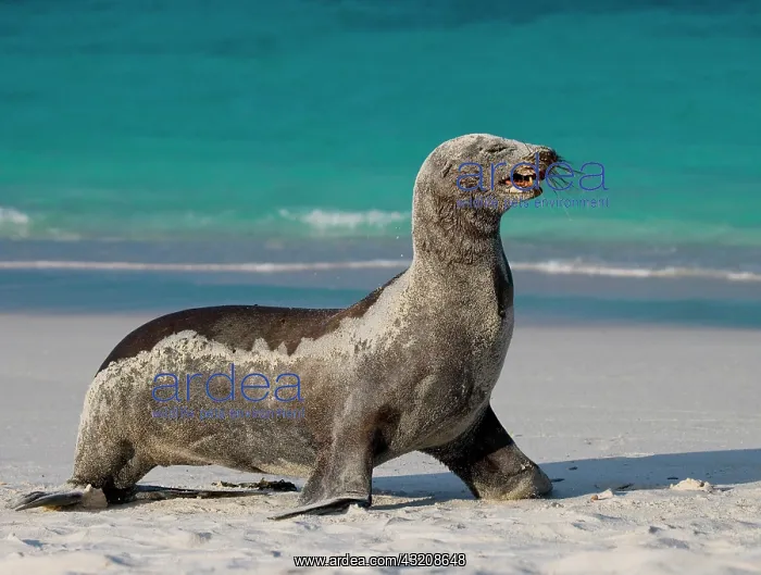 : Galapagos sea lion (Zalophus wollebaeki) on the : Galapagos sea lion (Zalophus wollebaeki) on the