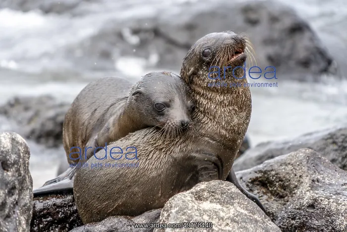 : Galapagos sea lion (Zalophus wollebaeki) : Galapagos sea lion (Zalophus wollebaeki)