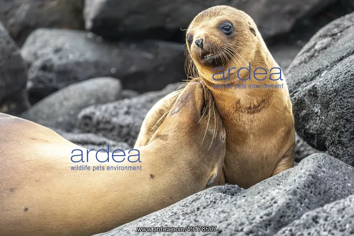 : Galapagos sea lion (Zalophus wollebaeki) : Galapagos sea lion (Zalophus wollebaeki)