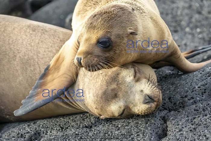 : Galapagos sea lion (Zalophus wollebaeki) : Galapagos sea lion (Zalophus wollebaeki)