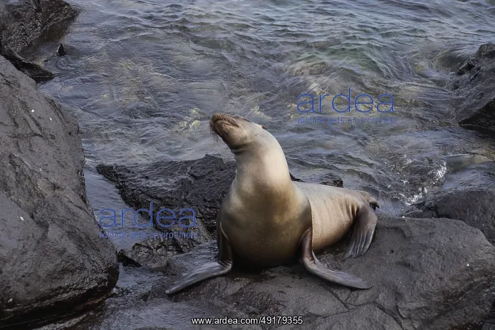 : Galapagos sea lion (Zalophus wollebaeki) : Galapagos sea lion (Zalophus wollebaeki)