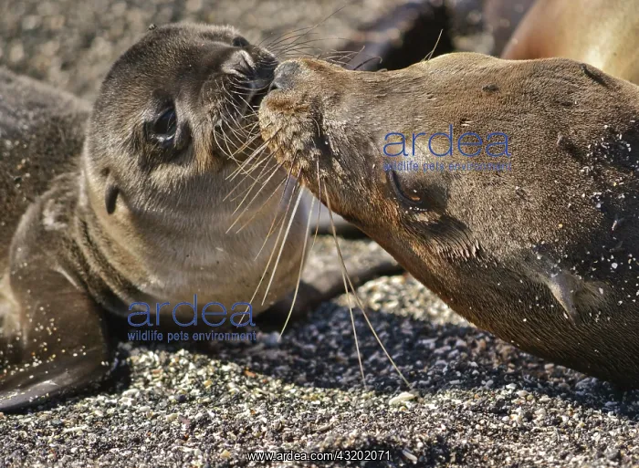 : Galapagos sea lion (Zalophus wollebaeki) with cub : Galapagos sea lion (Zalophus wollebaeki) with cub