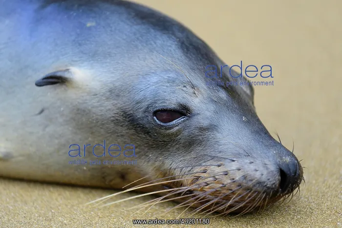 : Galapagos sea lion (Zalophus wollebaeki) dozing : Galapagos sea lion (Zalophus wollebaeki) dozing