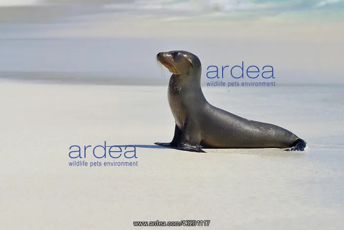 : Galapagos sea lion (Zalophus wollebaeki), juvenile : Galapagos sea lion (Zalophus wollebaeki), juvenile