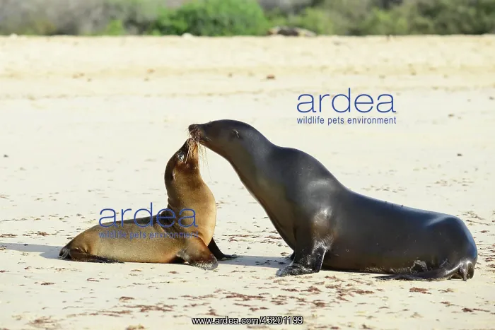 : Galapagos sea lion (Zalophus wollebaeki), mother : Galapagos sea lion (Zalophus wollebaeki), mother
