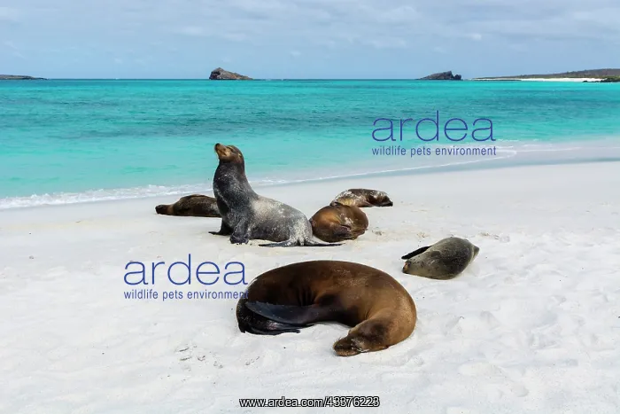 : Galapagos Sea Lions (Zalophus californianus wollebaeki) : Galapagos Sea Lions (Zalophus californianus wollebaeki)