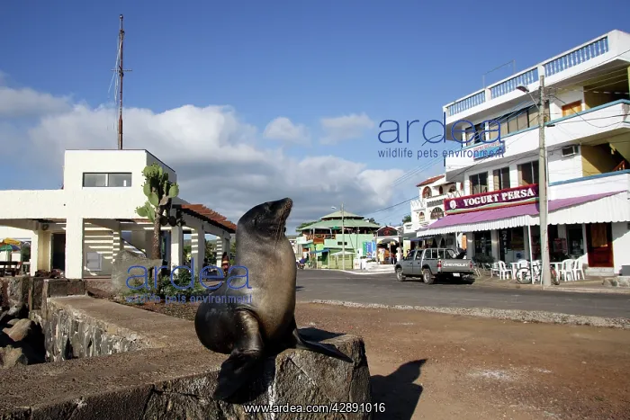 : Galapagos Sealion : Galapagos Sealion