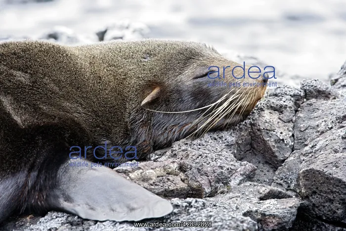 : Galapagos Sealion : Galapagos Sealion