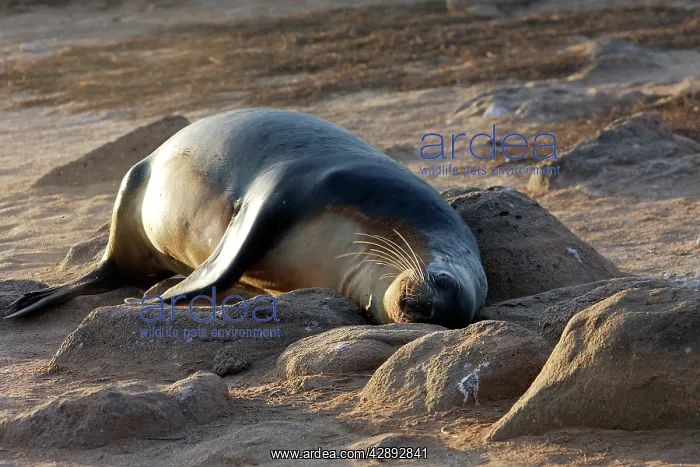  : Galapagos Sealion
