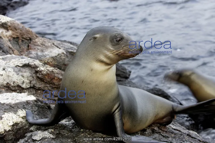 : Galapagos Sealion : Galapagos Sealion