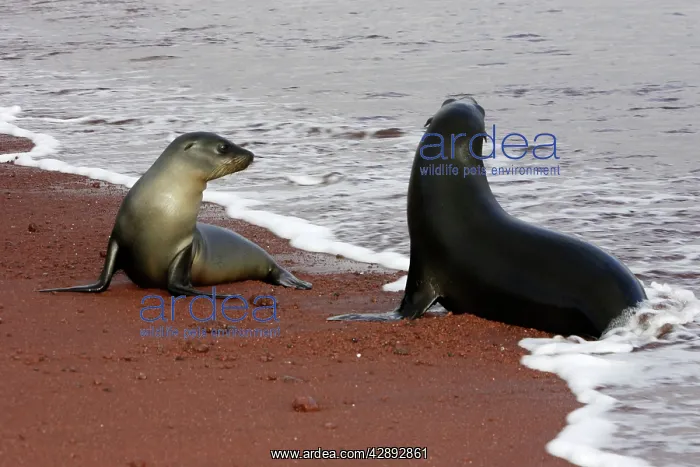 : Galapagos Sealion : Galapagos Sealion
