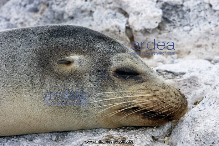  : Galapagos Sealion
