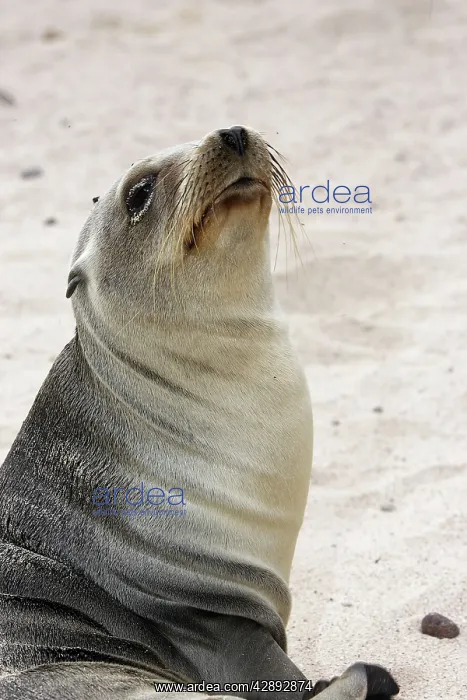 : Galapagos Sealion : Galapagos Sealion