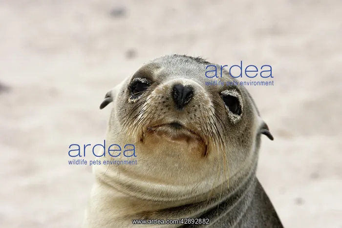 : Galapagos Sealion : Galapagos Sealion