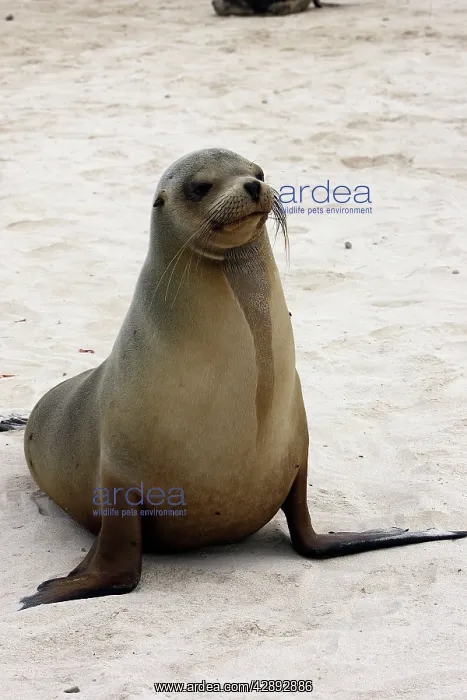 : Galapagos Sealion : Galapagos Sealion