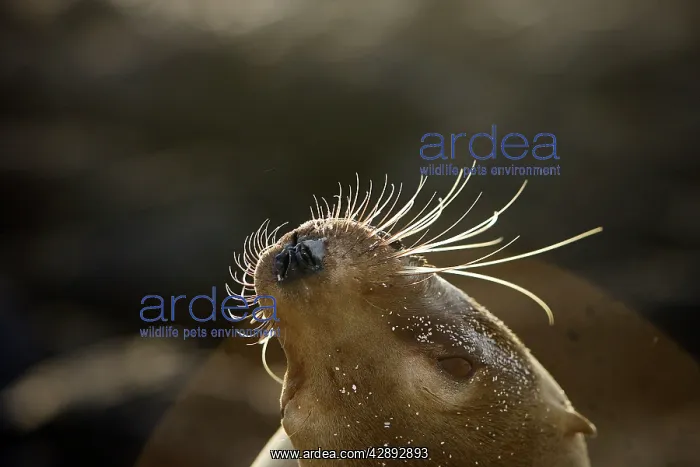  : Galapagos Sealion