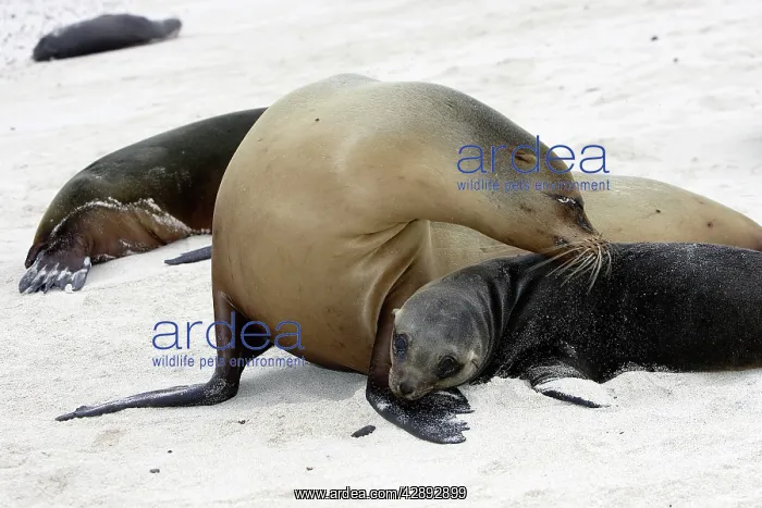  : Galapagos Sealion