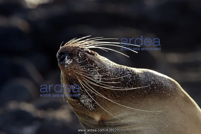 : Galapagos Sealion : Galapagos Sealion