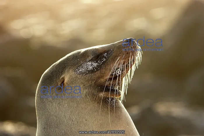 : Galapagos Sealion : Galapagos Sealion