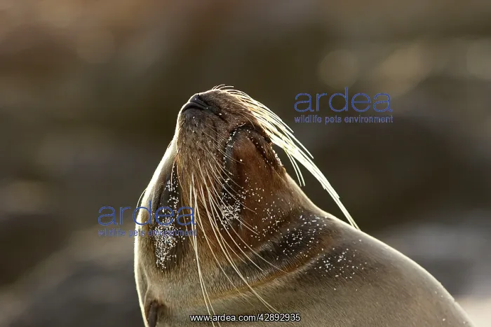 : Galapagos Sealion : Galapagos Sealion