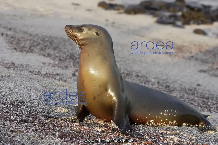 : Galapagos Sealion : Galapagos Sealion