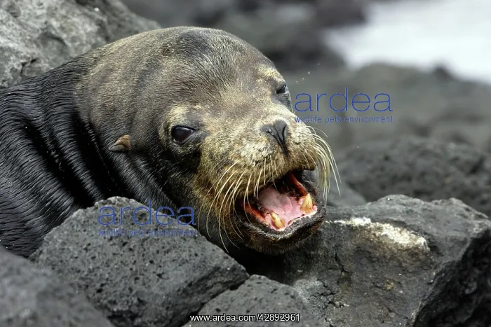 : Galapagos Sealion : Galapagos Sealion