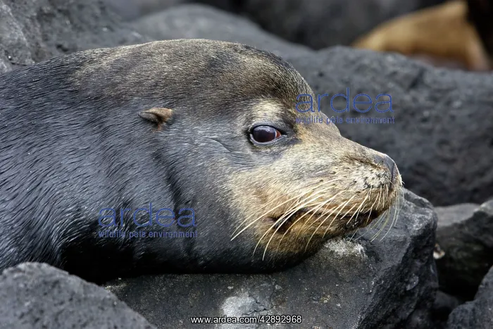 : Galapagos Sealion : Galapagos Sealion