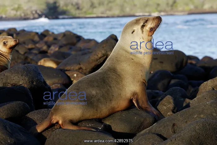 : Galapagos Sealion : Galapagos Sealion