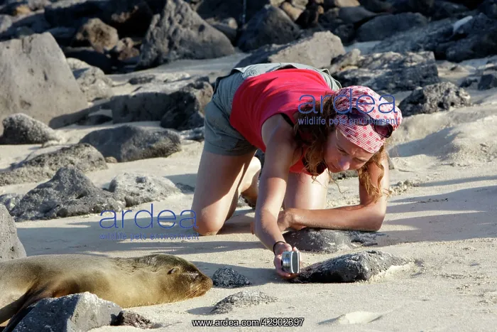 : Galapagos Sealion : Galapagos Sealion