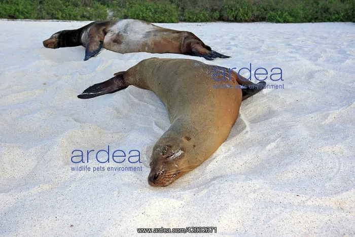 : Galapagos Sealion : Galapagos Sealion