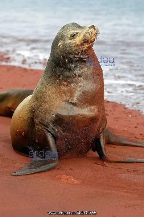 : Galapagos Sealion : Galapagos Sealion