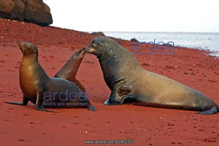: Galapagos Sealion : Galapagos Sealion