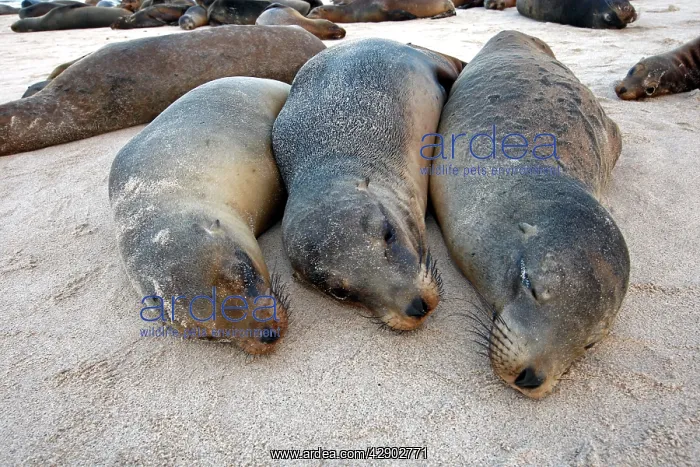 : Galapagos Sealion : Galapagos Sealion