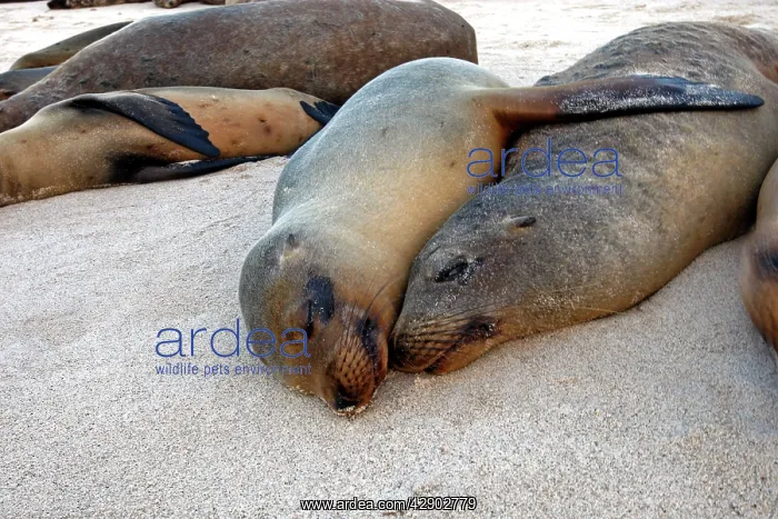 : Galapagos Sealion : Galapagos Sealion