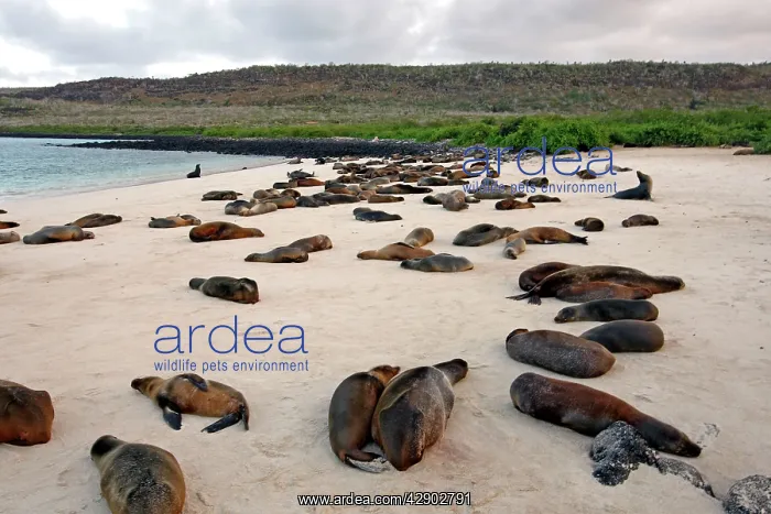 : Galapagos Sealion : Galapagos Sealion