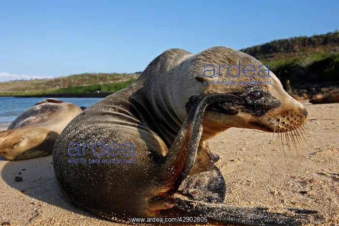 : Galapagos Sealion : Galapagos Sealion