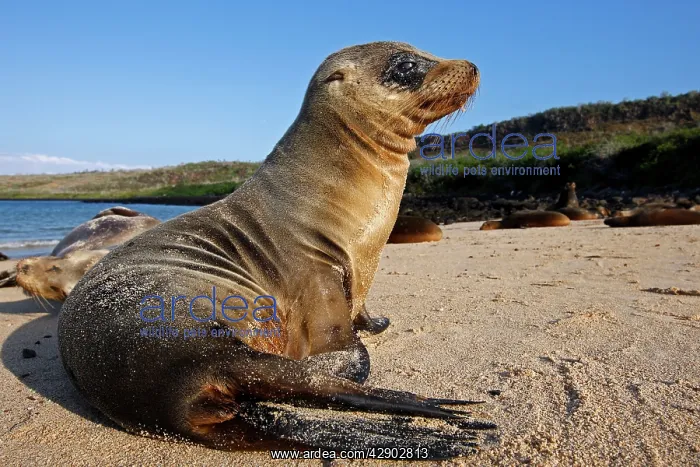 : Galapagos Sealion : Galapagos Sealion