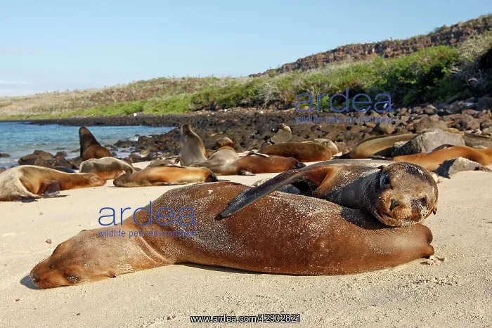 : Galapagos Sealion : Galapagos Sealion