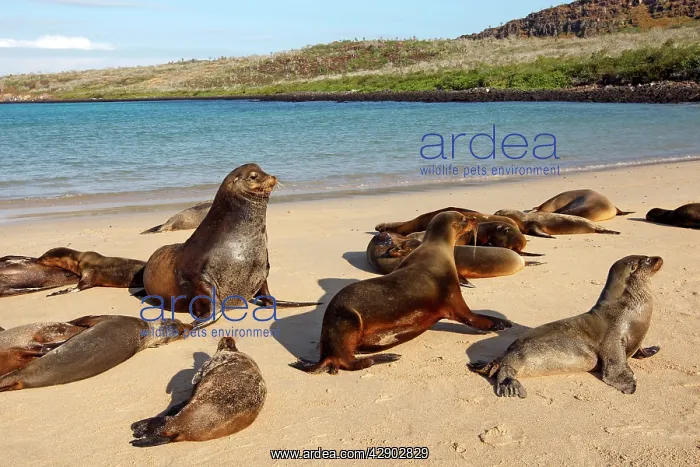 : Galapagos Sealion : Galapagos Sealion