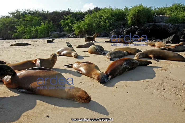 : Galapagos Sealion : Galapagos Sealion