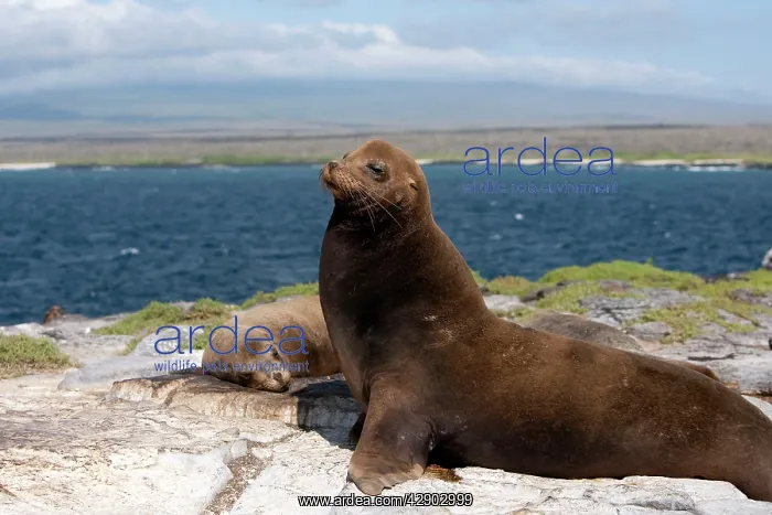 : Galapagos Sealion : Galapagos Sealion