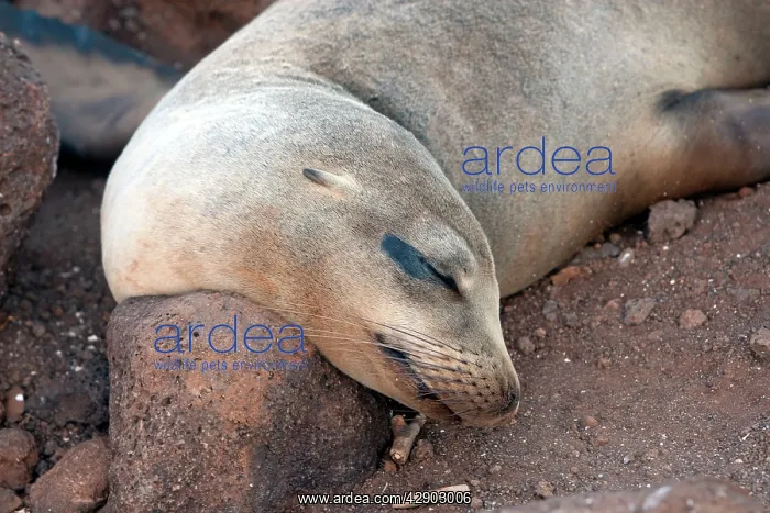 : Galapagos Sealion : Galapagos Sealion