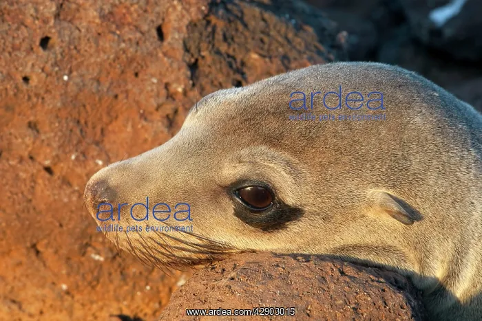 : Galapagos Sealion : Galapagos Sealion