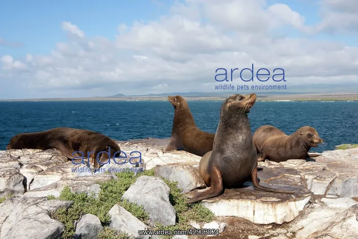 : Galapagos Sealion : Galapagos Sealion