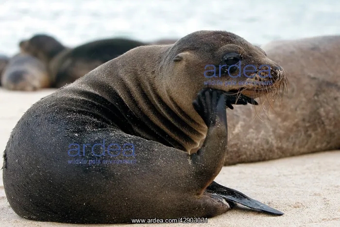 : Galapagos Sealion : Galapagos Sealion