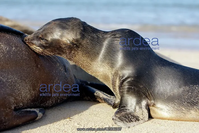 : Galapagos Sealion : Galapagos Sealion