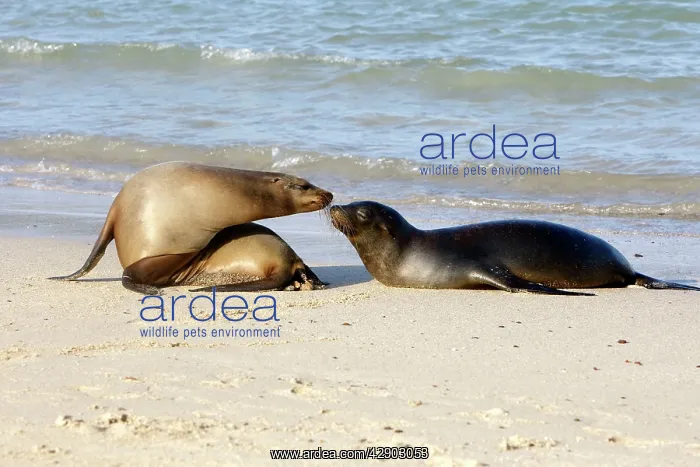 : Galapagos Sealion : Galapagos Sealion