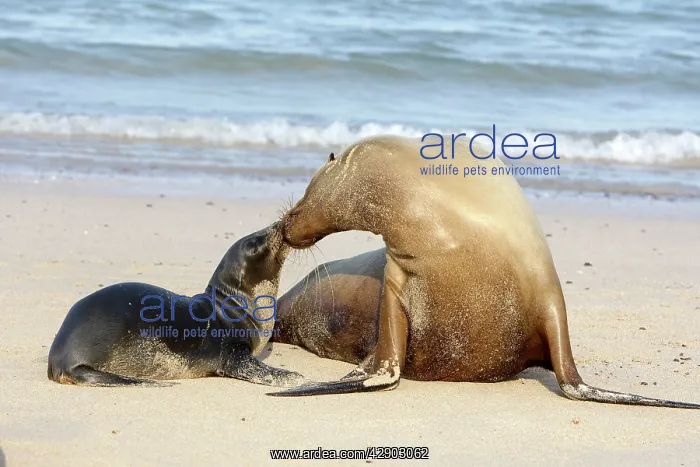 : Galapagos Sealion : Galapagos Sealion